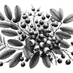 A coloring page with a holly branch